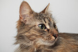Fototapeta Koty - A beautiful brown cat is lying, long fur on a white background. Green eyes. Fluffy