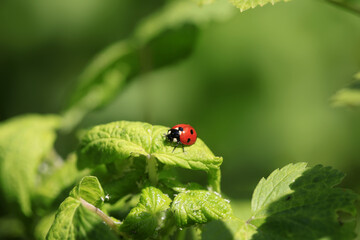 Wall Mural - Red ladybug sitting on plant