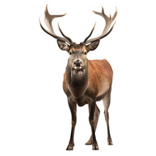 Portrait Of A Red Deer Stag Looking Forward Impressive Antlers Png,  Created Using Generative AI Tools.