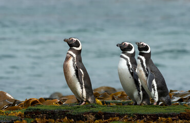 Wall Mural - group of magellanic penguins on the beach