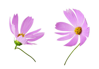 Wall Mural - set of pink cosmos flowers isolated on white or transparent background