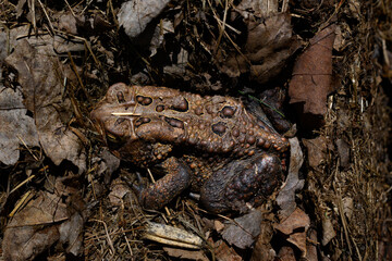 Wall Mural - a toad emerges from its winter hibernation and easily blends in with the brown dead leaves covering 