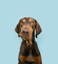 Funny And Confused Vizsla Puppy Dog Looking At Camera. Isolated On Blue Pastel Background