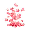 Falling petal of pink rose isolated . AI generative.