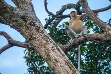 Proboscis Monkey Also Known As Long Nose Monkey In The Trees Of Borneo Rain Forest