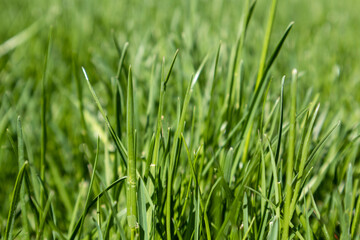 Wall Mural - Green grass close-up pattern on blurred background. Natural fresh weed lawn background. Vibrant spring foliage