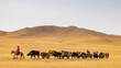 Mongolia / nomad / caravan / cow