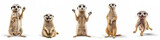 Animals africa zoo meerkats banner panorama long - Collection of funny cute crazy laughing lying, jumping, standing, sitting meercat (suricata suricatta), isolated on white background, Generative AI