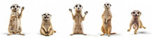 Animals Africa Zoo Meerkats Banner Panorama Long - Collection Of Funny Cute Crazy Laughing Lying, Jumping, Standing, Sitting Meercat (suricata Suricatta), Isolated On White Background, Generative AI