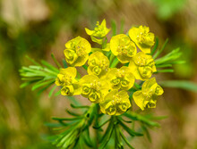 Yellow Flowers Of Cypress Spurge (Euphorbia Cyparissias)