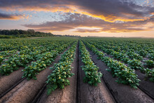 Agricultural Field With Even Rows Of Potato In The Summer Time. Growing Potatoes. Orange Sunset On Background