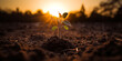 Small plant growing on sunset. Seed are growing in soil with backdrop of sunlight. generative ai.