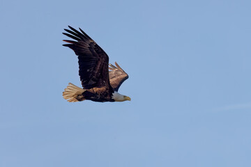 Sticker - The Bald eagle (Haliaeetus leucocephalus) in flight