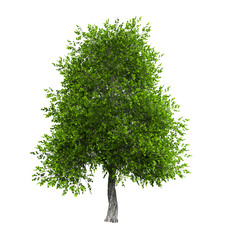 3d rendering green verdant tree isolated