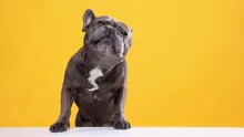 Beautiful, Purebreed French Bulldog Lisking Food From Transparent Glass Againt Vivid Yellow Background. Cute Muzzle. Concept Of Domestic Animal, Care, Animal Life. Copy Space For Ad.