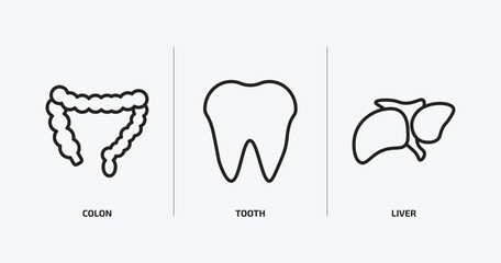 Wall Mural - medical outline icons set. medical icons such as colon, tooth, liver vector. can be used web and mobile.