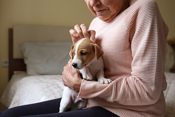 Wall Mural - Emotional support animal concept. Portrait of elderly woman petting a little jack russell terrier puppy. Old lady and her pet sitting on the bed. Close up, copy space, background.