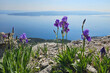Wild Iris illyrica growing along hiking trail in Biokovo Nature Park above Makarska riviera in Croatia