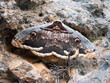 Giant Peacock Moth - Saturnia pyri on a rock in Paklenica National Park, Croatia is the largest moth in europe with wingspan up to 20cm