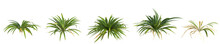 3d Illustration Of Set Setaria Palmifolia Plant Isolated On Transparent Background Human's Eye View