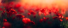 Field Of Red Wildflowers At Sunset Closeup Image. Countryside Meadow Panorama With Red Poppy Flowers. Beautiful Blurred Scene, Meadow With A Carpet Of Flowers. AI Generated Illustration Generative AI