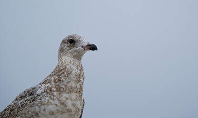 seagull