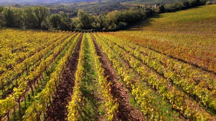 Poster - Italy, scenic Tuscany countryside. Golden autumn vineyards fields in Chianti region. Aerial drone video
