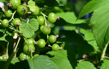 Wall Mural - ripe black currant in a garden on a green background