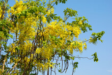Golden Shower Tree, Full Of Bright Yellow Flowers, Inflorescences Hanging Downwards Is The National Tree Of Thailand Because The Yellow Color Represents Buddhism And Glory As Well.