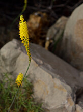 A Cat’s Tail Flower Or Bulbinella Is A Bright Yellow Flower Looking Almost Like A Fire Rocket.