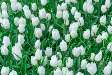 Wall Mural - White tulips blossom in city. Bulbous ornamental plant plants of liliaceae family grow on flowerbed. Floral petals bloom on foliage background. Flower carpet from buds tulips. Ornamental garden.