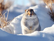 Happy and funny arctic squirrel in winter