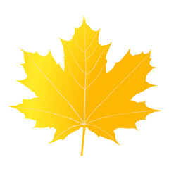 Wall Mural - autumn maple leaves png. on isolated transparent background. abstract wallpaper design with maple le