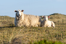 Young Lamb With Its Mother Sheep
