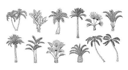 sketch tropical palm trees. hand drawn vintage hawaii beach palms, engraved exotic nature botanical 
