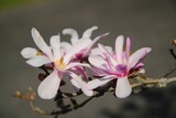 Fototapeta Kwiaty - Kwitnące kwiaty w naturalnym środowisku