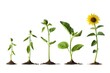 Sunflower plant depicted in various stages of growth, showcasing its lifecycle from seedling to blooming, isolated on a white background, generative ai