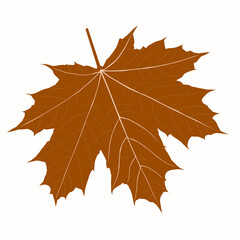 Wall Mural - autumn maple leaves png. on isolated transparent background. abstract wallpaper design with maple le