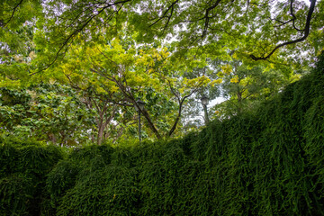 Wall Mural - The big tree above the tunnel at Fort Canning Park, Singapore