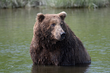 Wall Mural - Alaskan brown bear at McNeil River