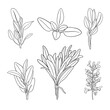 © chekiwart - Set of hand drawn sage branches