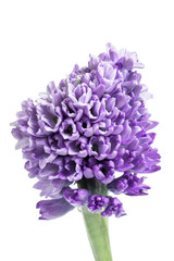 Sticker - Purple hyacinth isolated