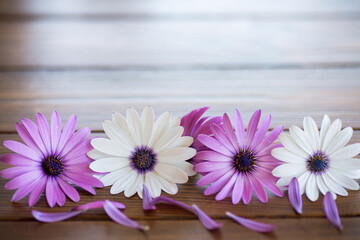 Wall Mural - Beautiful white and purple Osteospermum flowers on a wooden