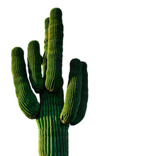 Green Cactus Isolated On White Background Transparent PNG Background