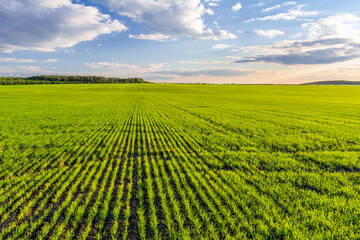 Green field of cereal crops and blue sky with clouds. Young green sprouts of wheat grow in rows in a field