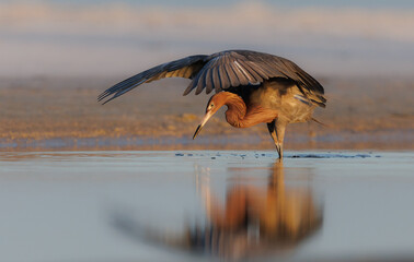 Sticker - A reddish egret in Florida 