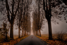 Straight Treelined Road In Autumn, Alessandria, Piedmont, Italy