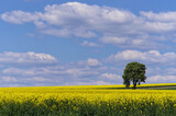 Fototapeta Fototapeta z niebem - Pola rzepaków i samotne drzewo, Piękne niebo z chmurami.