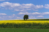 Fototapeta Niebo - Pola rzepaków i samotne drzewo, Piękne niebo z chmurami.