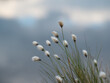cottongrass on swamp  in sunlight